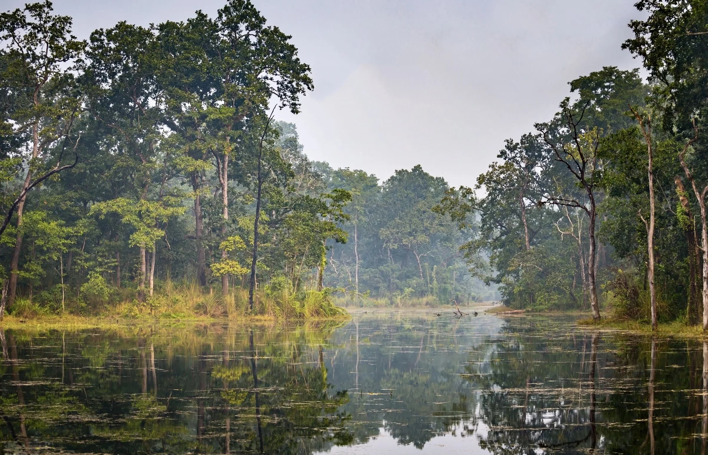 Discover the Untamed Beauty of Chitwan on a Wildlife Safari