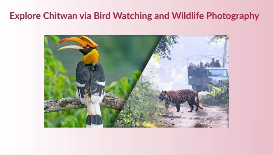 Explore Chitwan via Bird Watching and Wildlife Photography