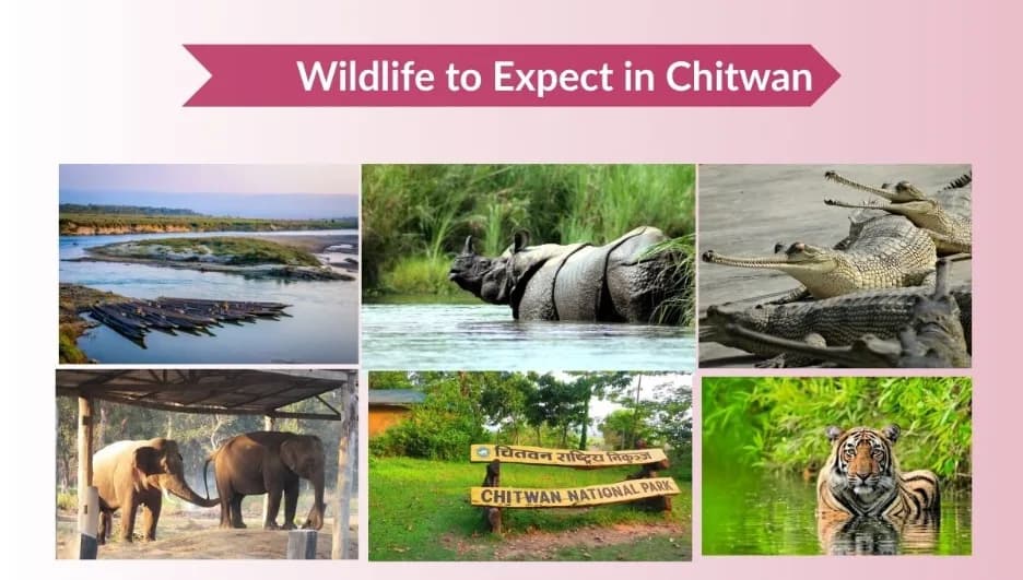 Best seasons to visit Chitwan National Park: Full Guide