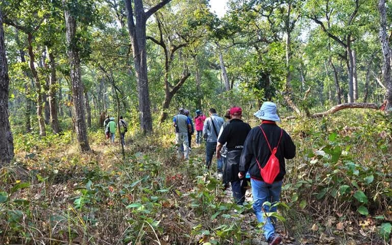 Guided Jungle Walk