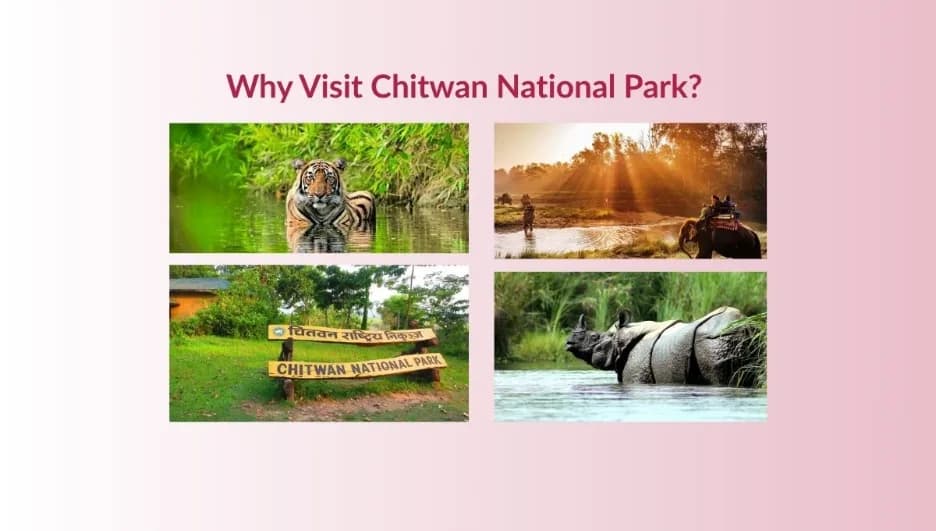 Why Visit Chitwan National Park?