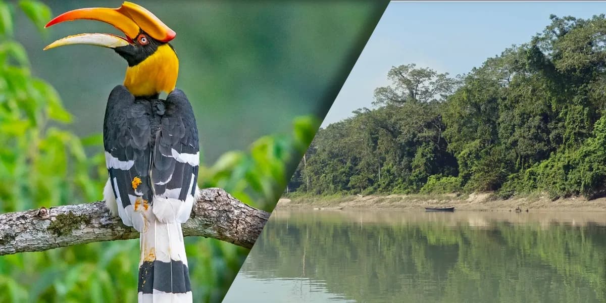 Colorful Birds and Avian Wonders of Chitwan National Park
