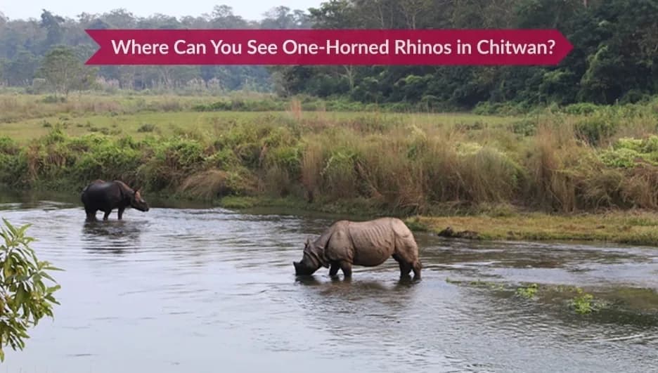 Where Can You See One-Horned Rhinos in Chitwan?