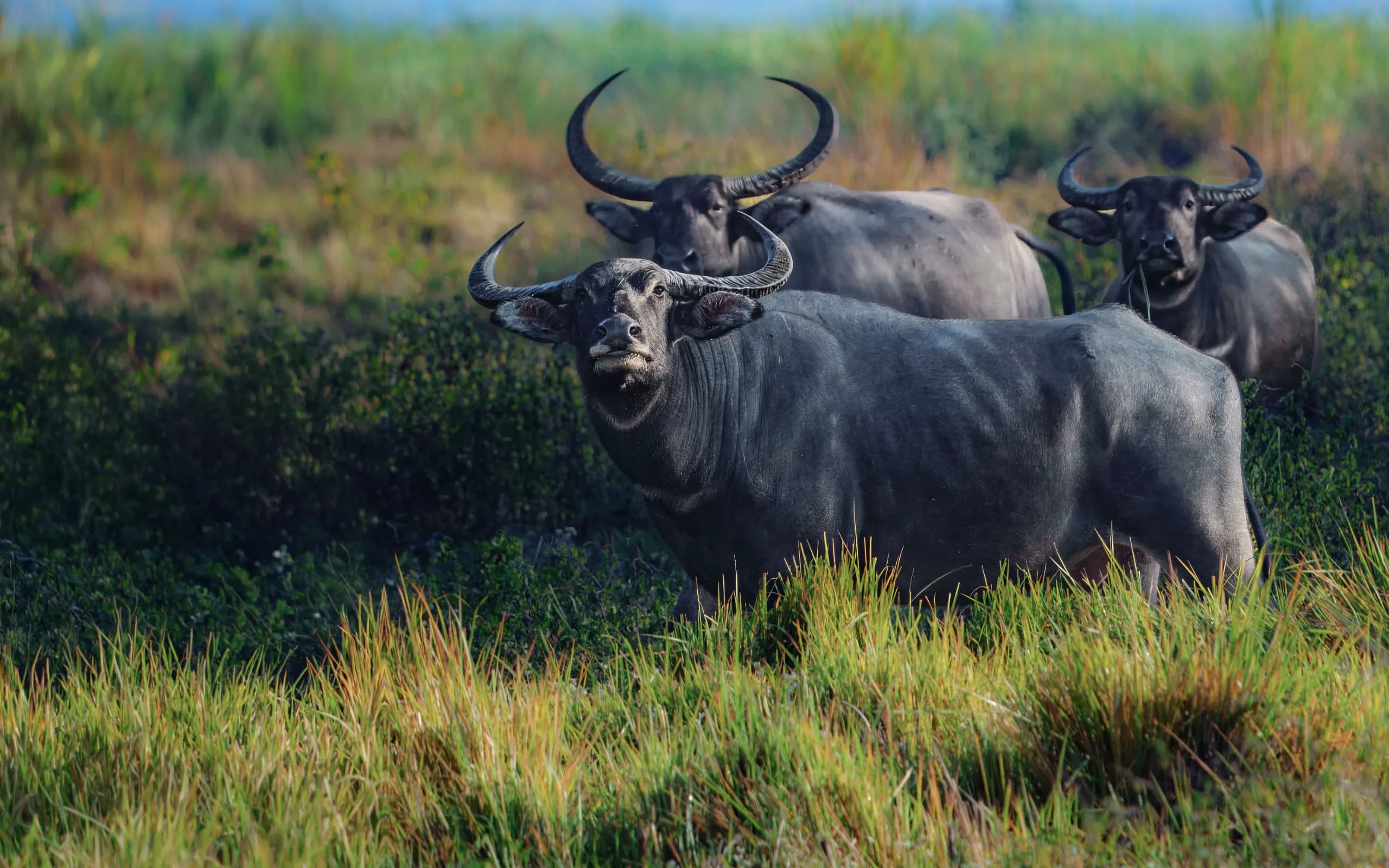 Koshi Tappu Wildlife Reserve
