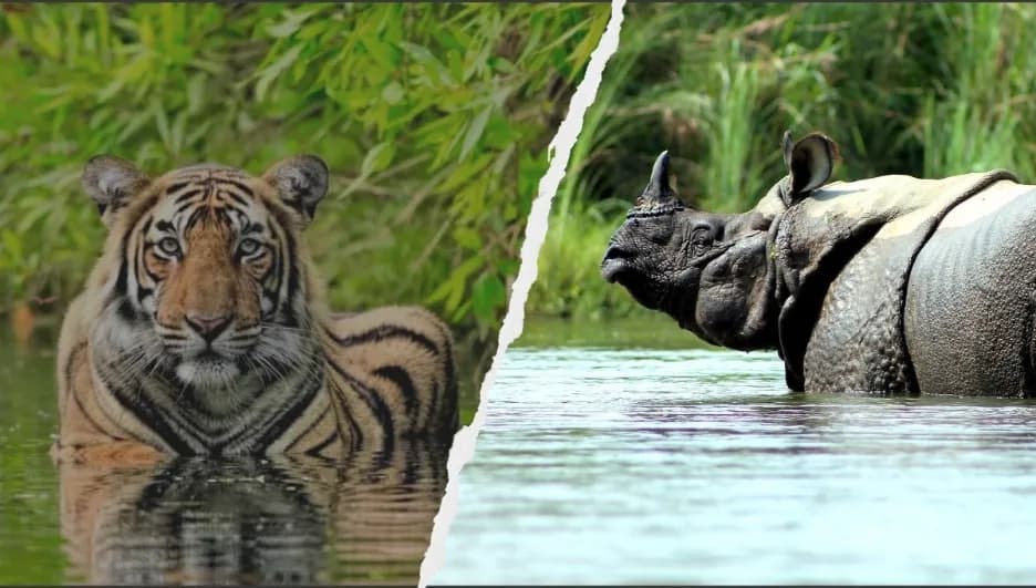 How Many Days Is Enough for a Chitwan Jungle Safari?