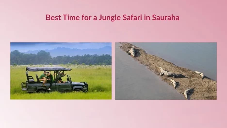 Best Time for a Jungle Safari in Sauraha