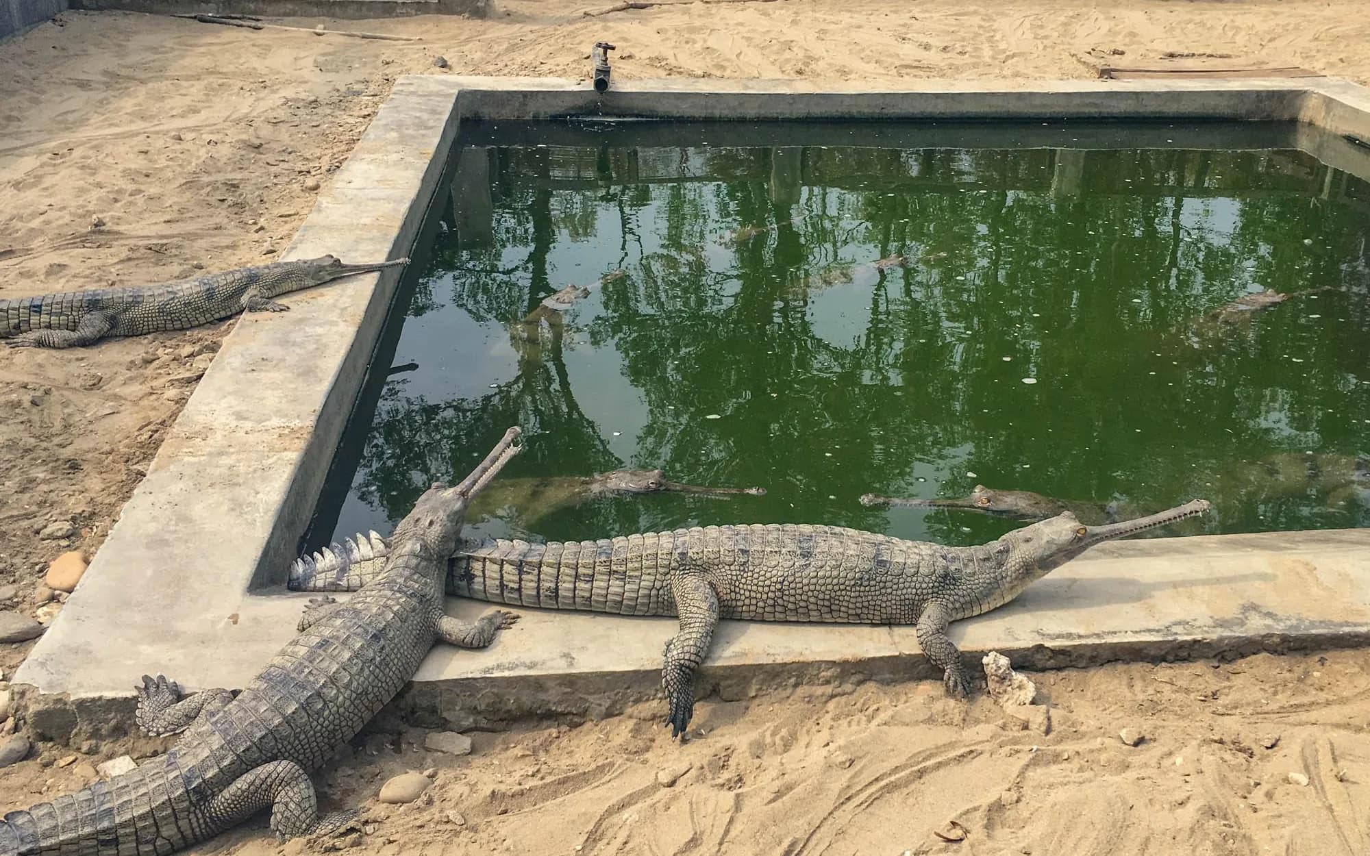 Crocodile Breeding Centre 