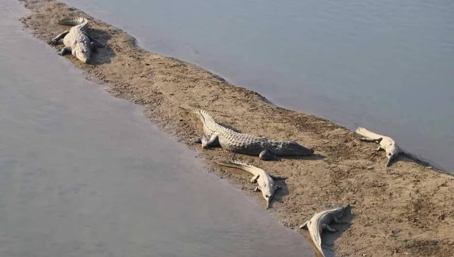 Nepal Wildlife Safari: Luxury Stays in Chitwan and Itahari