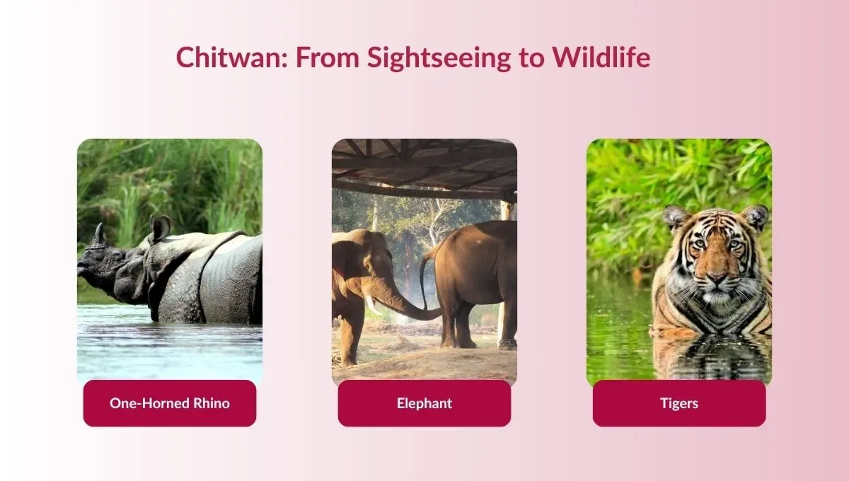 Chitwan Wildlife Experience