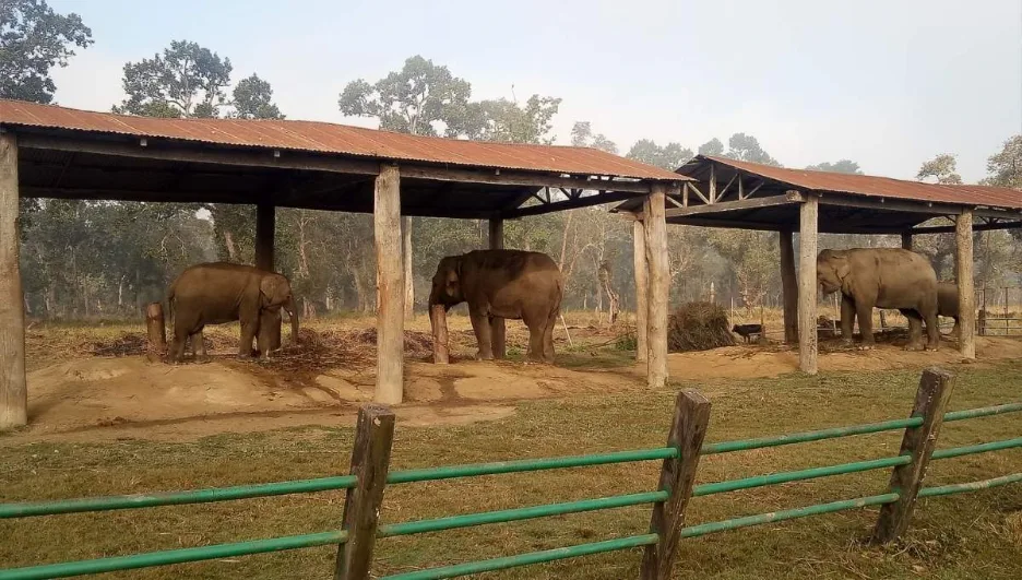 Best Things to Do in Chitwan for First-Time Visitors